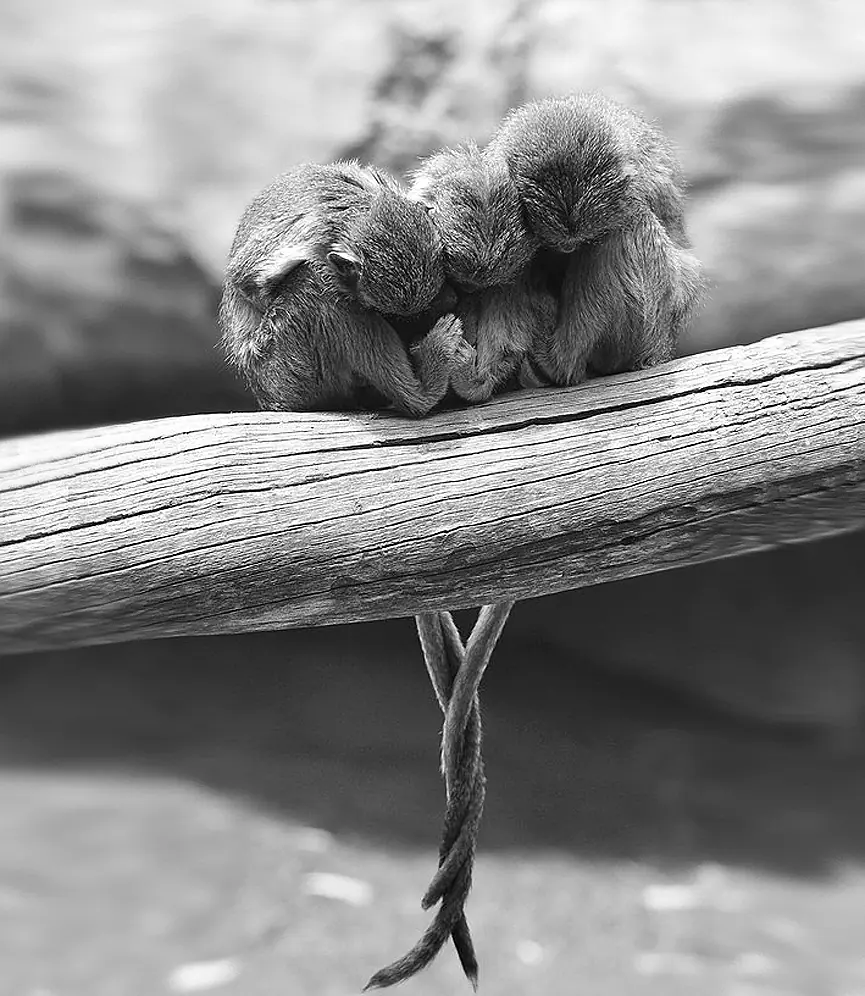 17 impresionantes fotografías de animales por el mundo 17 impresionantes fotografías de animales por el mundo