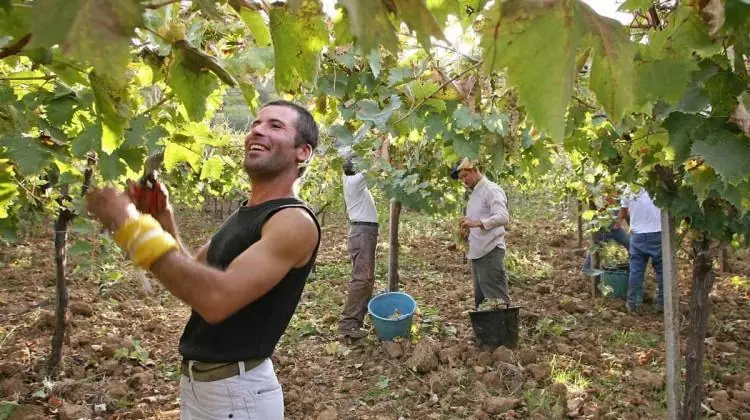 Sicilia recupera su agricultura y vence multinacionales Sicilia recupera su agricultura y vence multinacionales