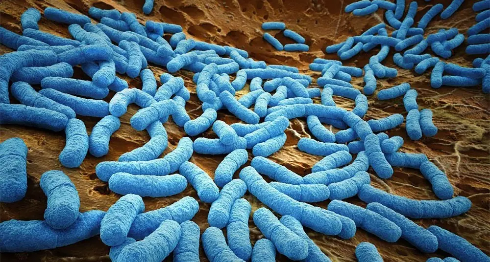 virus