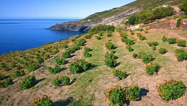 no agrotoxicos no agrotoxicos