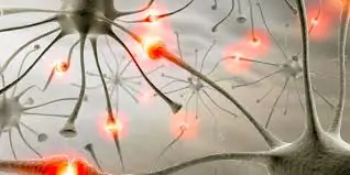 neuronas
