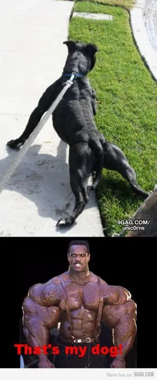 XD