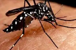 virus virus