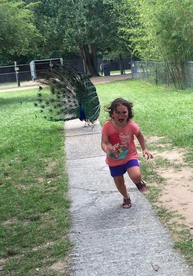 Nena es trolleada por asustarse de un pavo real