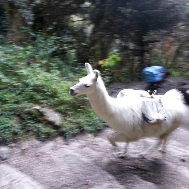 Inca