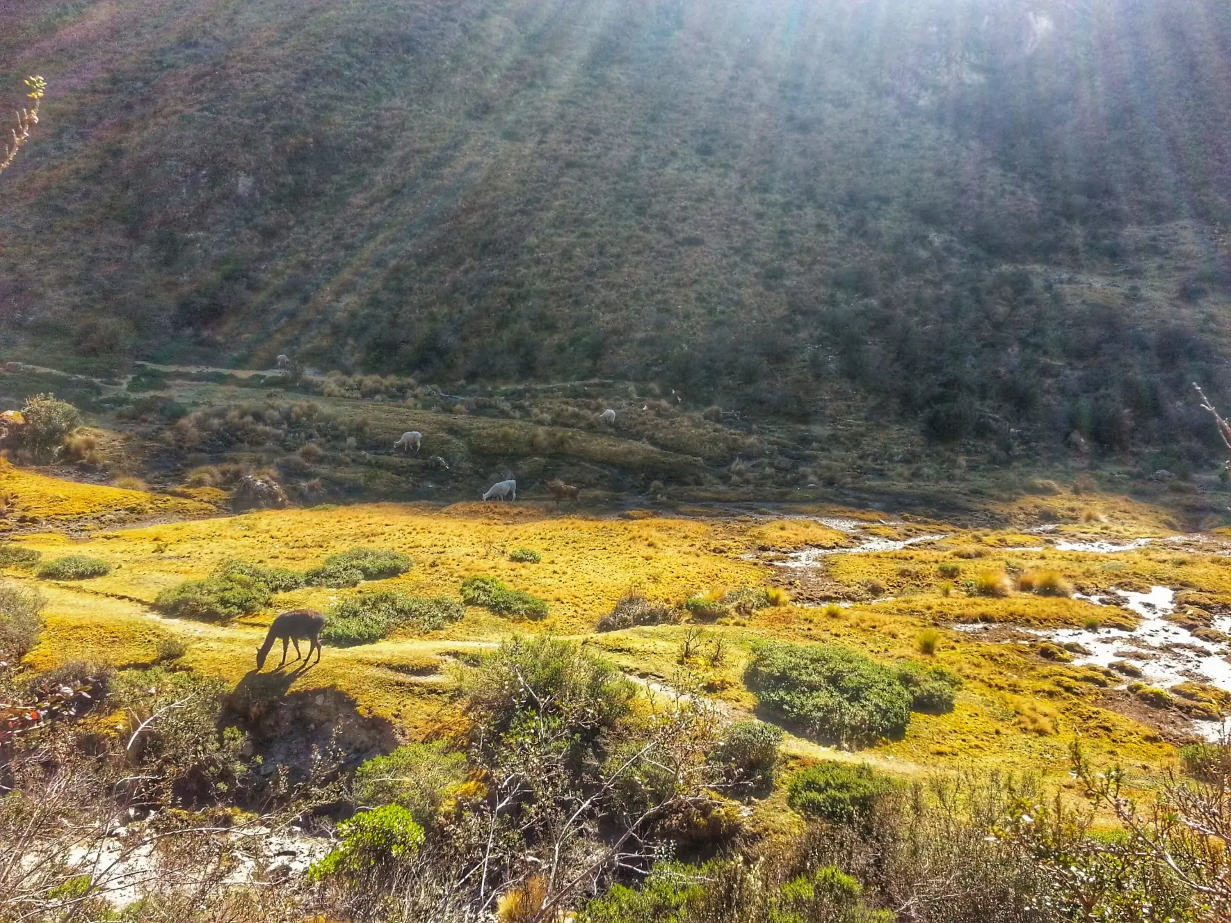 Conocé Machu Pichu desde adentro Lince!