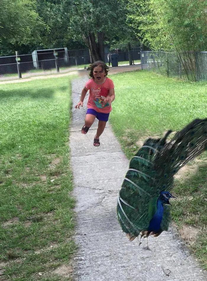 Nena es trolleada por asustarse de un pavo real