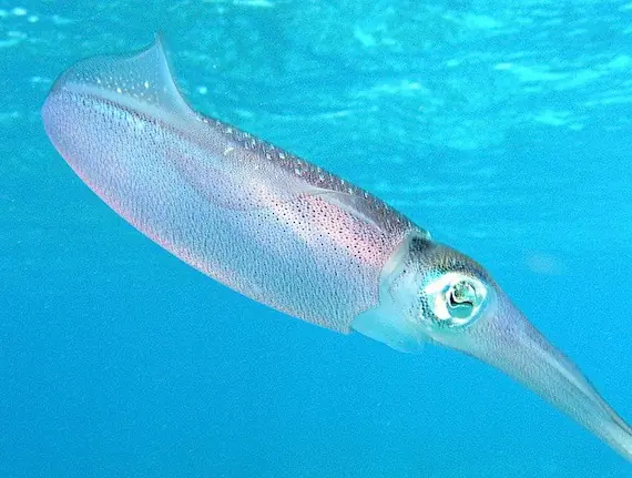 calamar lapiz