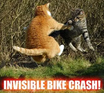 Los gatos ven cosas invisibles?