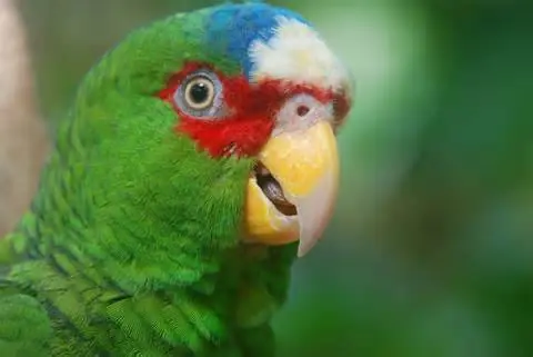 Especial: 35 Datos Curiosos para entender al Reino Animal