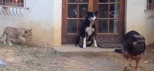 perros