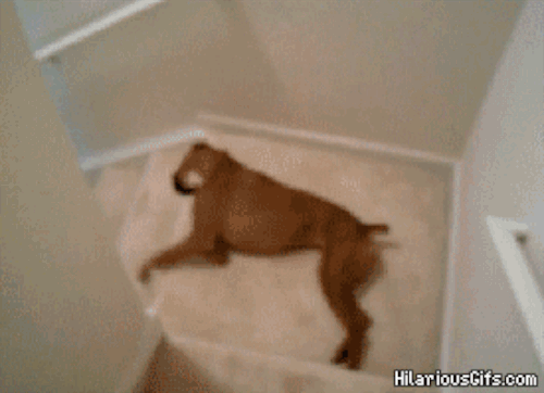 Tomá unos gifs de perros!