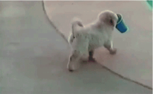 Gifs