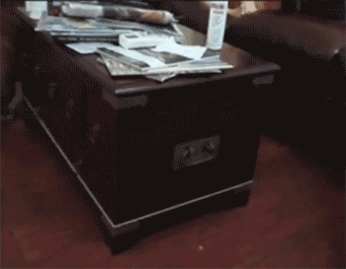 Tomá unos gifs de perros!