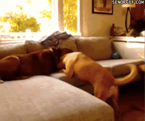 Tomá unos gifs de perros!