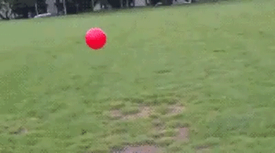 Tomá unos gifs de perros!