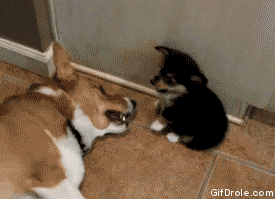 perros