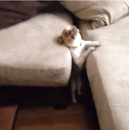 perros