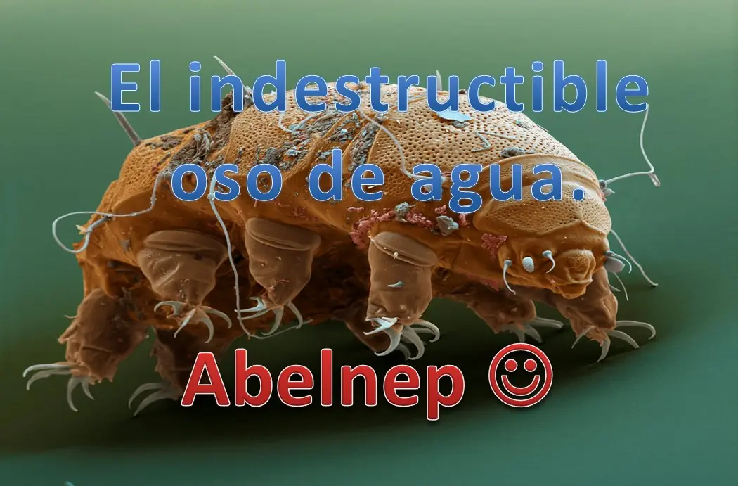 oso de agua