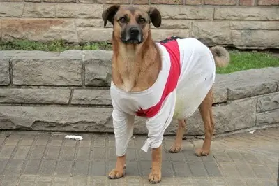 El Mito de la Edad de los Perros: Como Calcularla Bien El Mito de la Edad de los Perros: Como Calcularla Bien