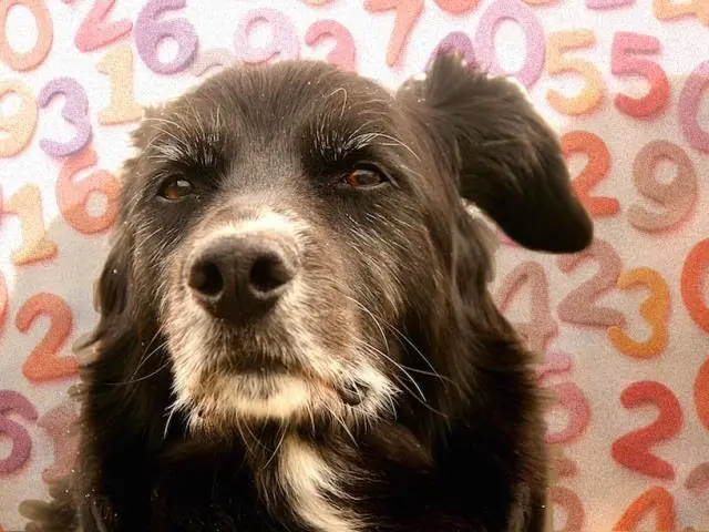 El Mito de la Edad de los Perros: Como Calcularla Bien