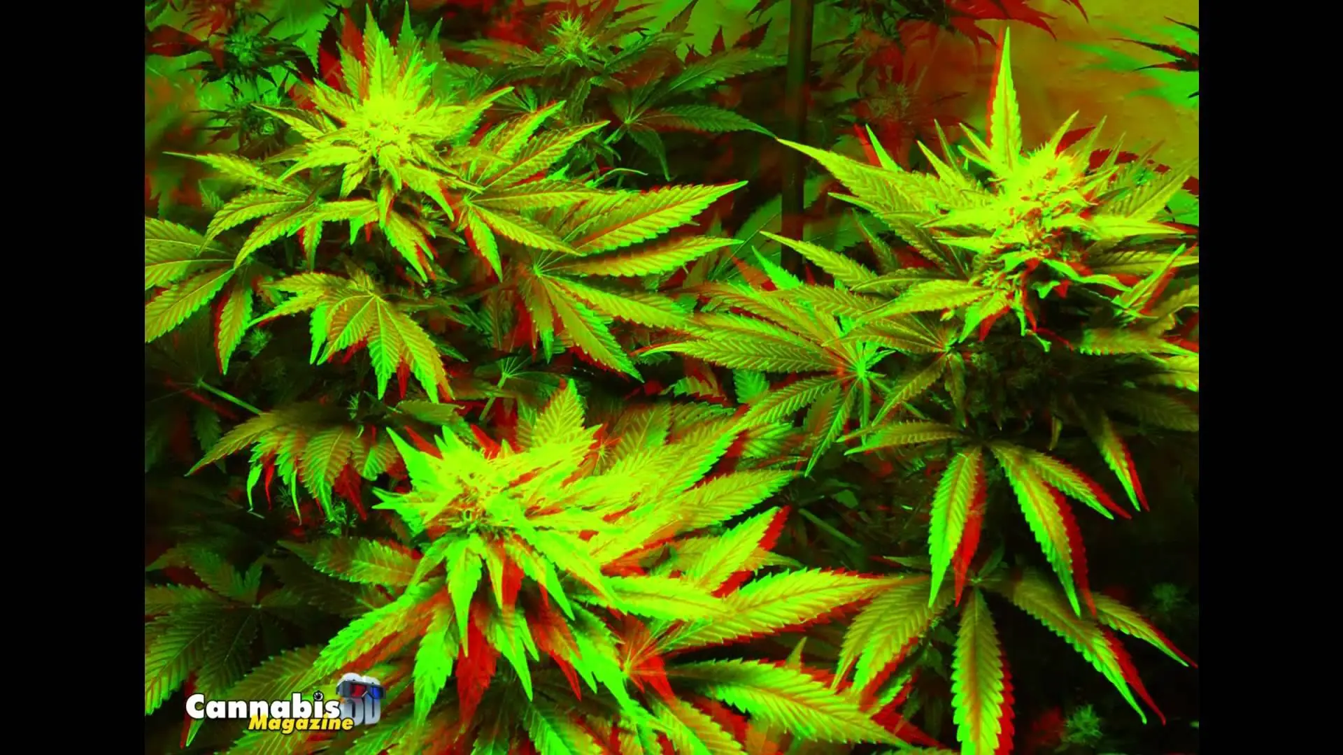 drogas drogas