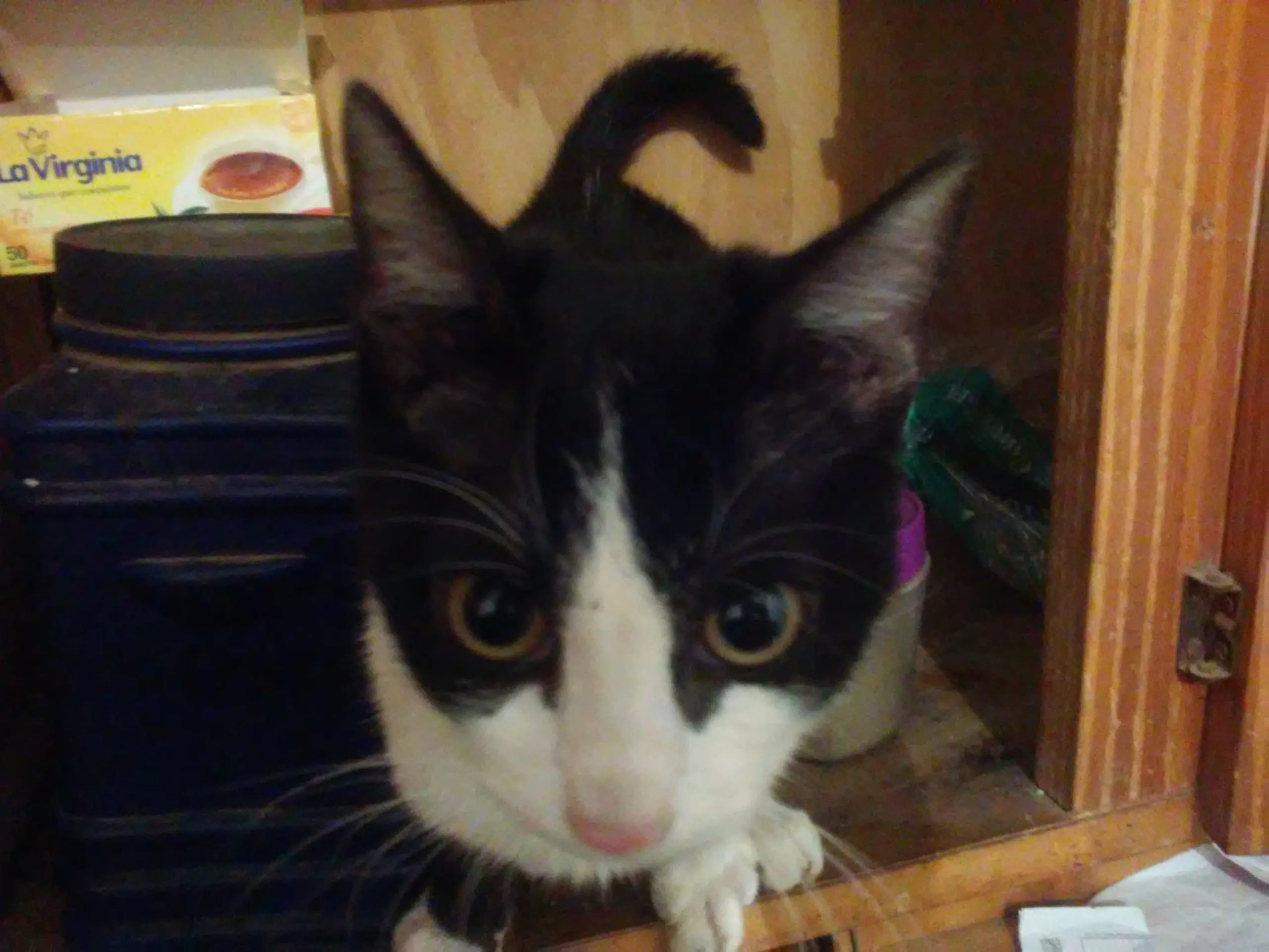 queleesestogatobigote