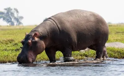 Especial: 35 Datos Curiosos para entender al Reino Animal