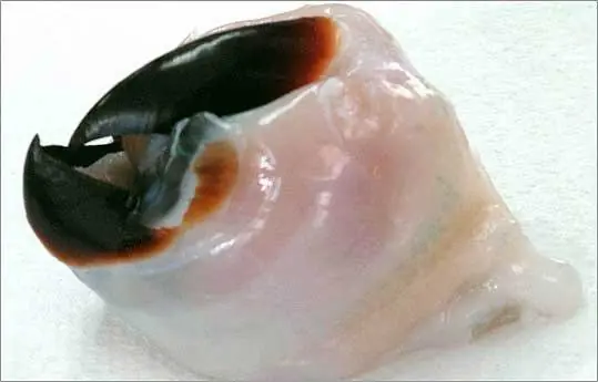 reino animal