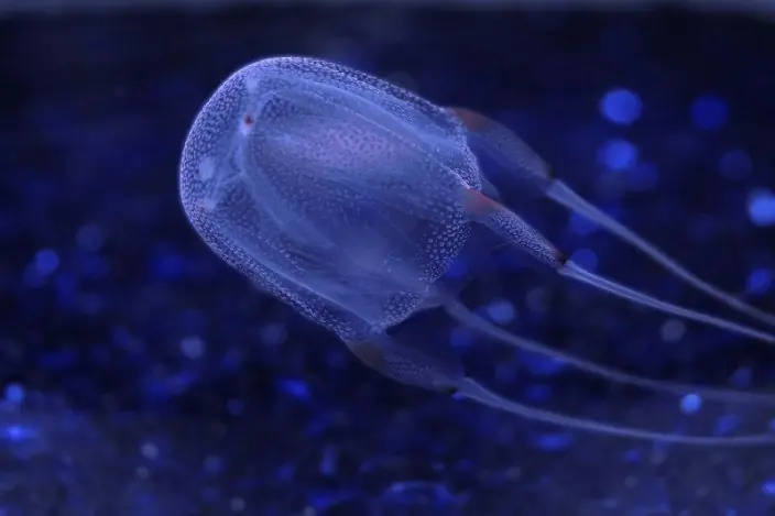 abelnep