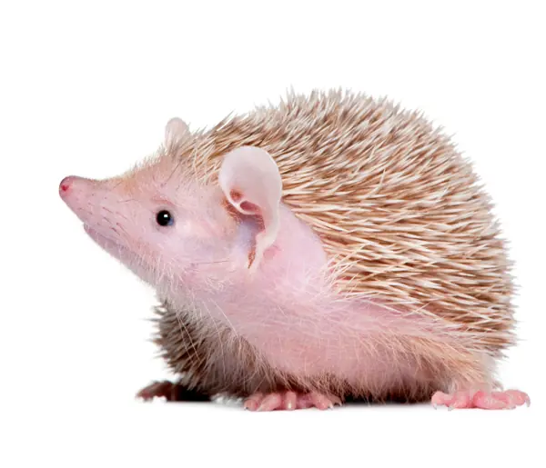 Especial: 35 Datos Curiosos para entender al Reino Animal