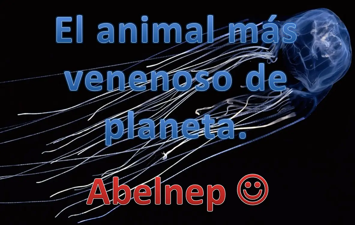 avispa de mar