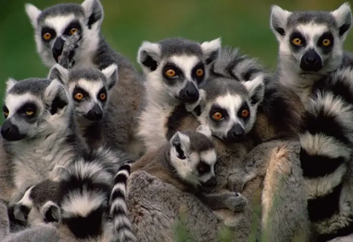 Animales