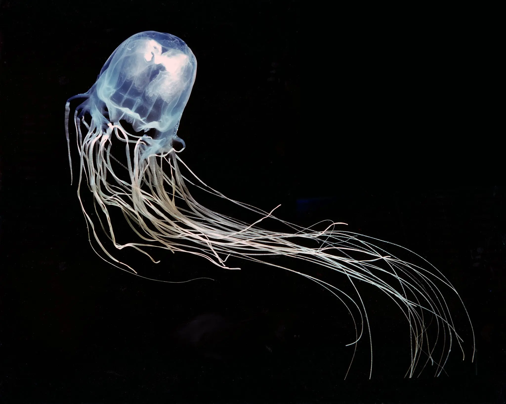 medusa venenosa