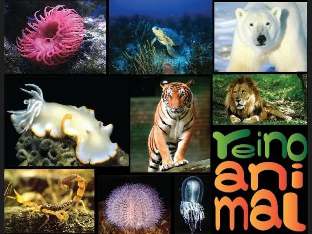 Especial: 35 Datos Curiosos para entender al Reino Animal