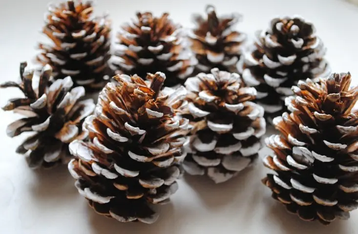 El lado erótico de las piñas de los pinos navideños
