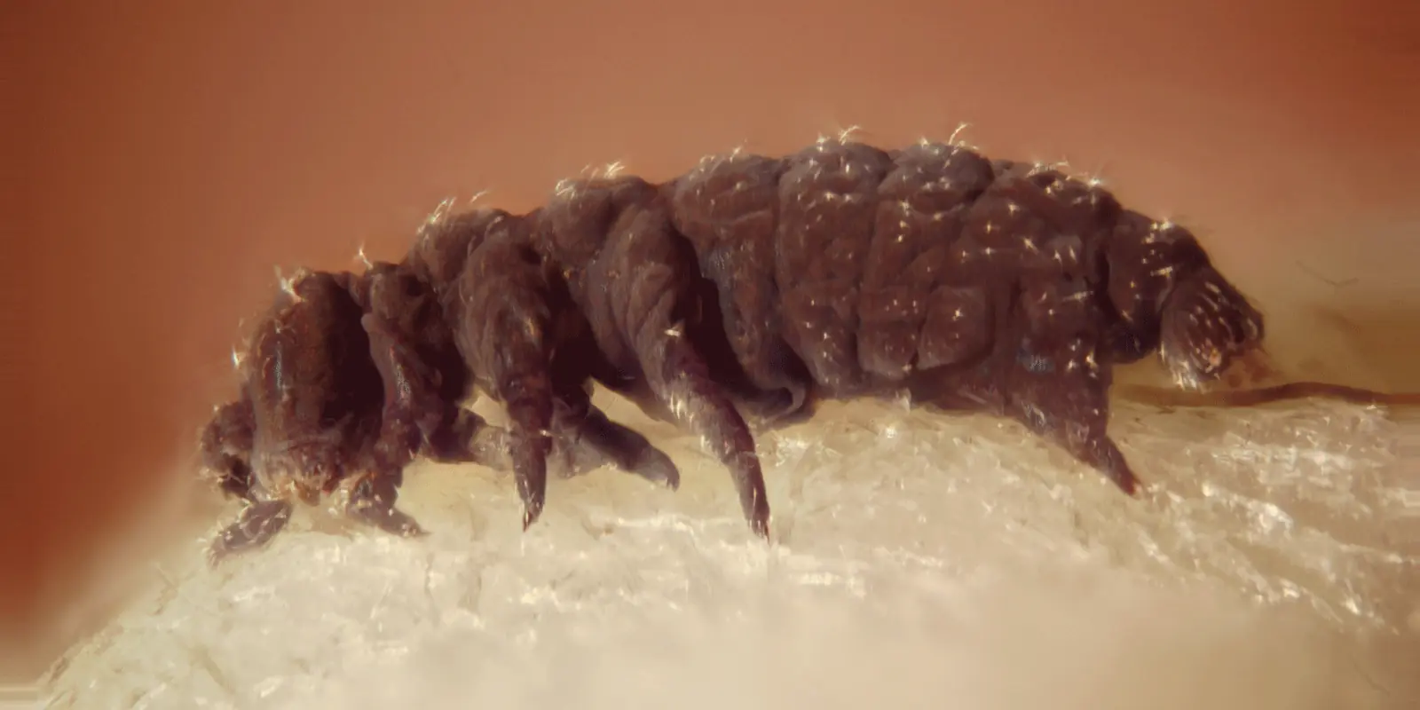tardigrados en mexico