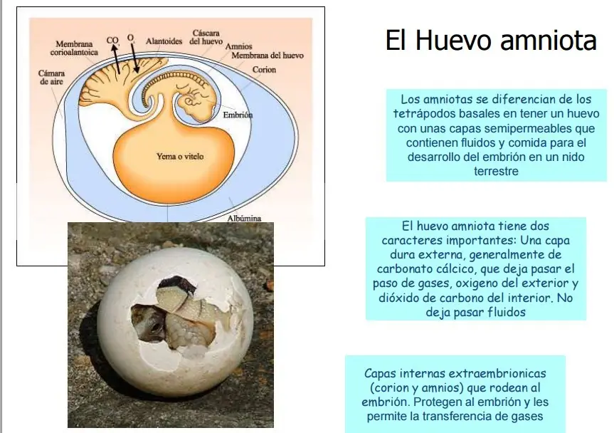 evolucion
