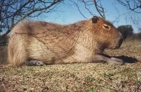 fauna argetina fauna argetina
