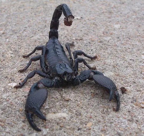 Los insectos mas grandes del mundo.