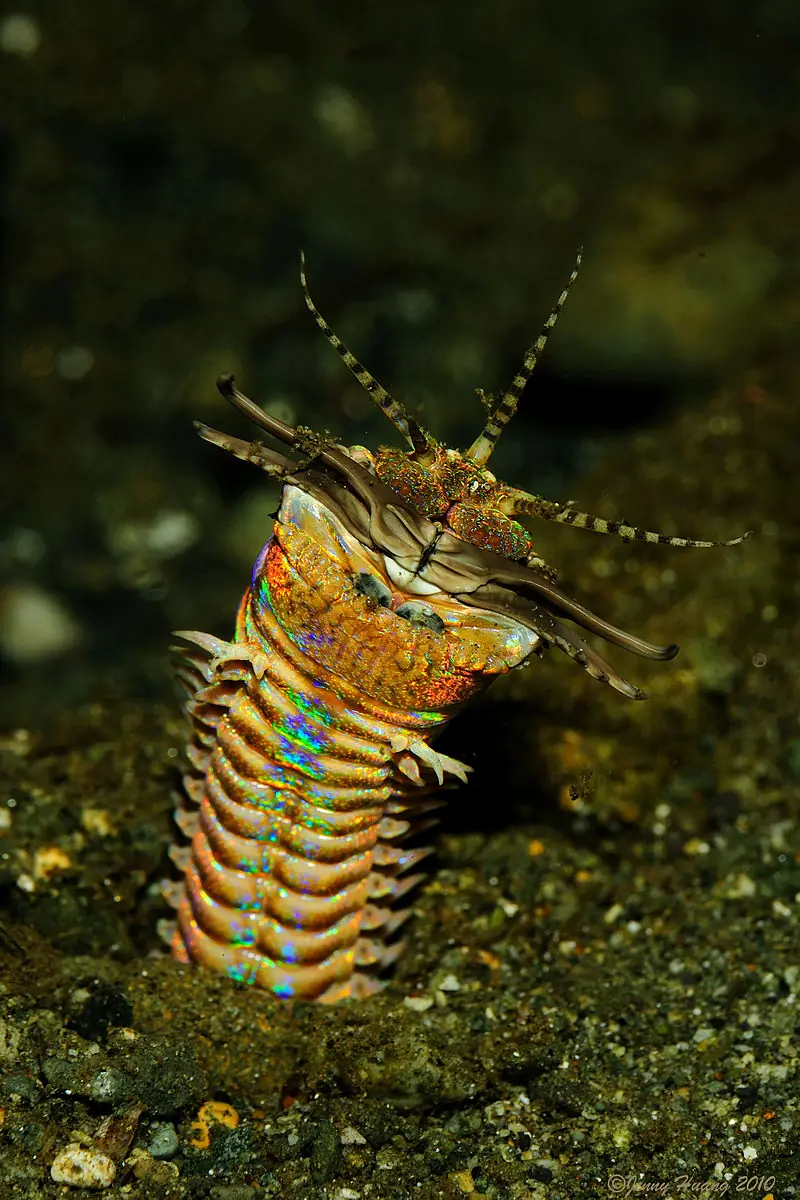 especies extranas