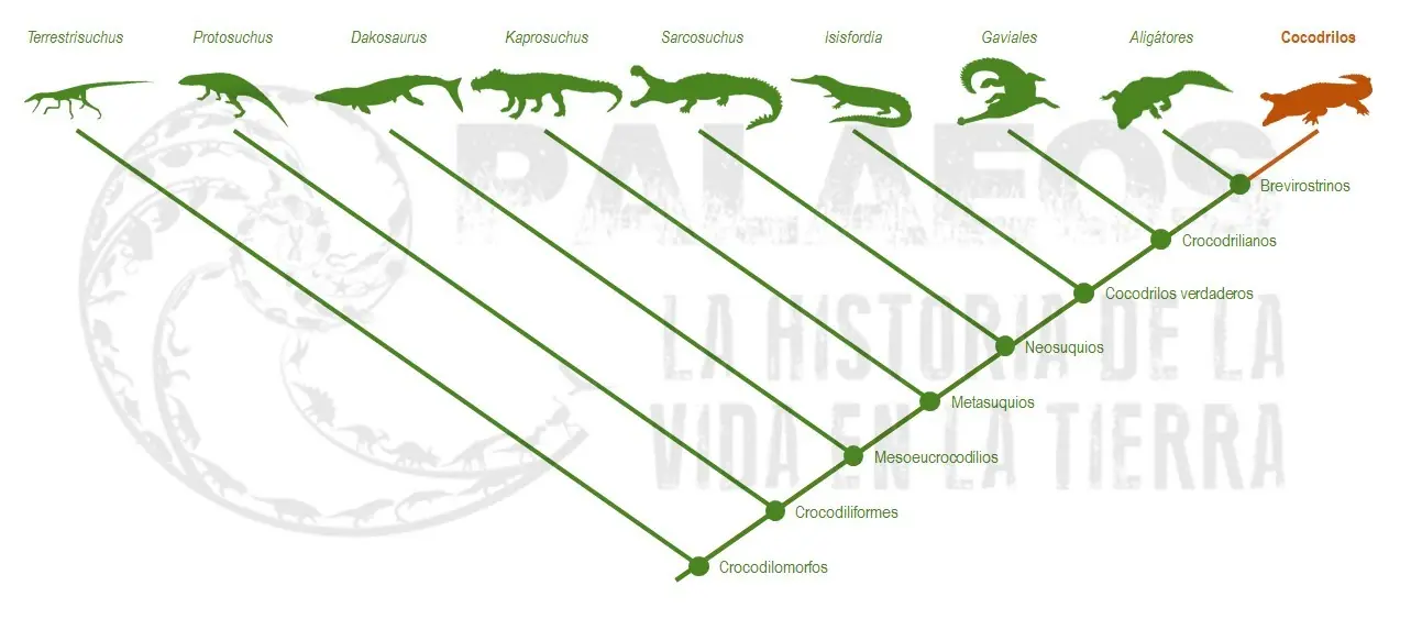 gavial