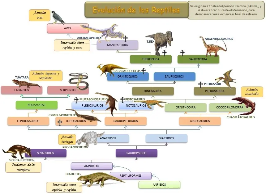 cocodrilos