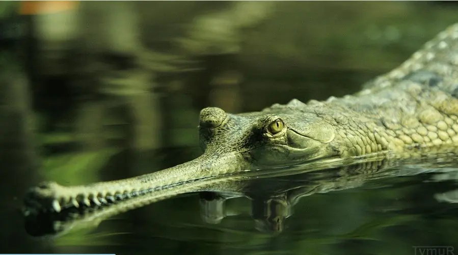 Evolución del Gavialis gangeticus