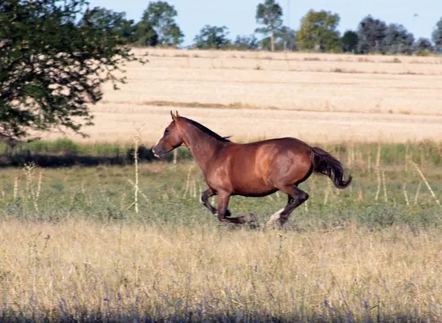 Gualeguaychu un lugar para visitar