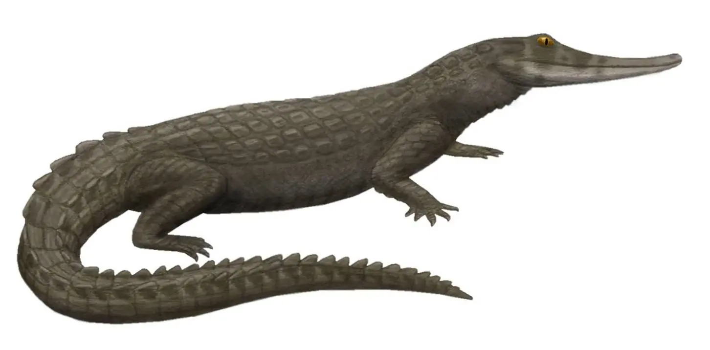 cocodrilos