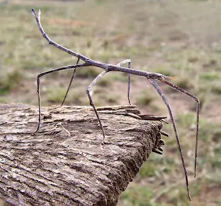Los insectos mas grandes del mundo.