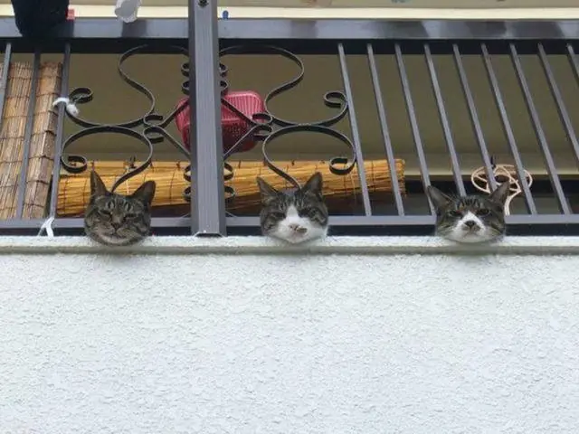 curiosidades
