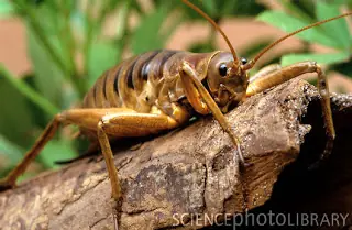 mantis