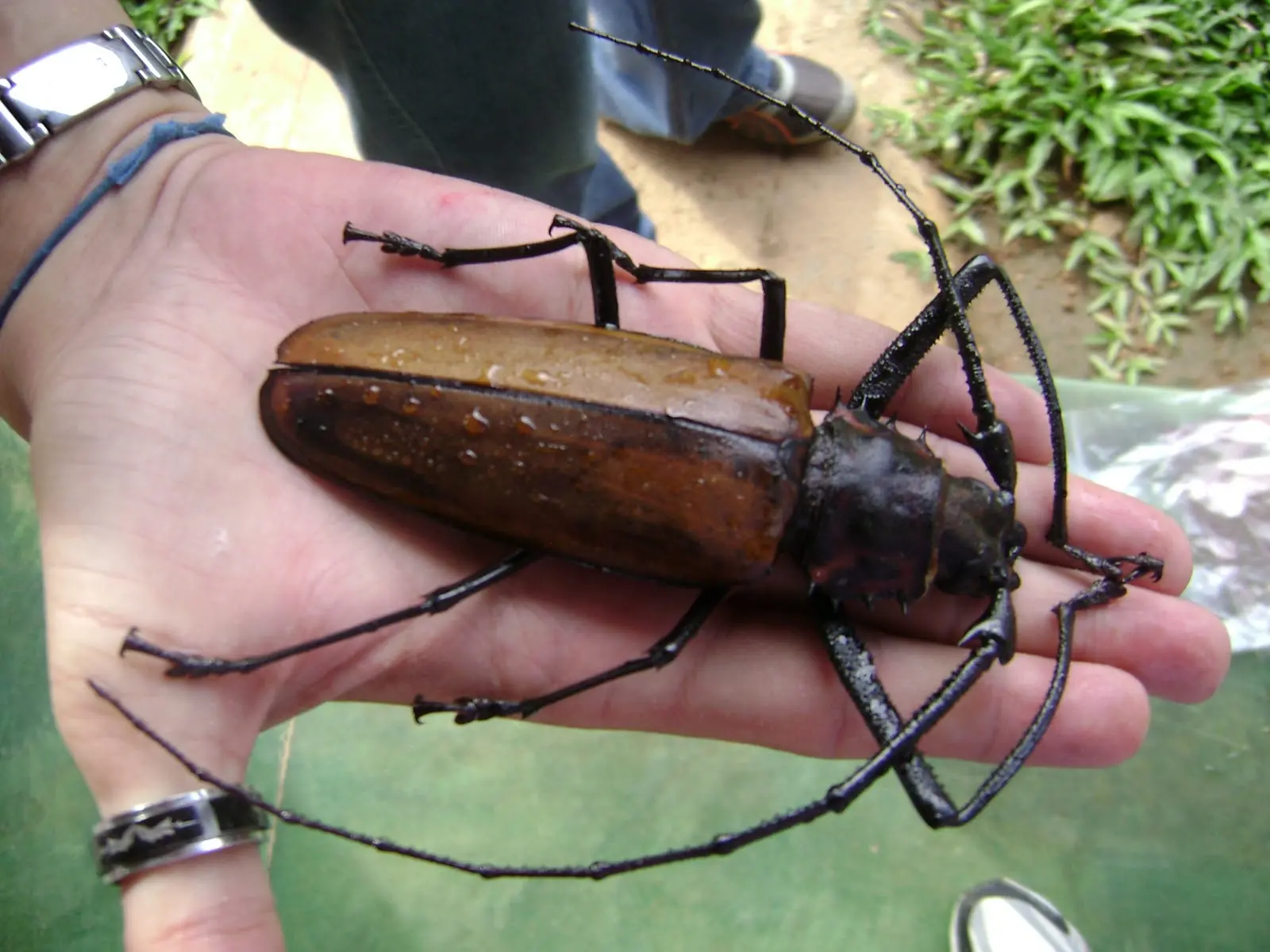 insectos